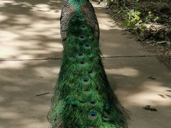 -北京麋鹿生态实验中心