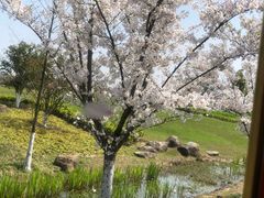 -径山花海