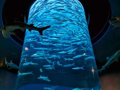 -香港海洋公园