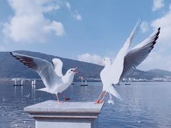 -海埂大坝