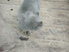 -呀路古热带植物园