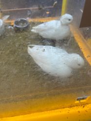 -神奇动物撸宠馆·羊驼·小浣熊·异宠(豫园店)