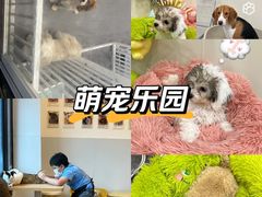 -有喵·猫咖·狗咖·30几只猫10只小狗(岗厦店)