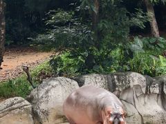 -广州长隆野生动物世界
