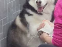 -PETKIT小佩宠物·低压洗护(国顺东路店)