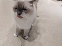 -藏猫猫咖啡主题馆(中央大道店)