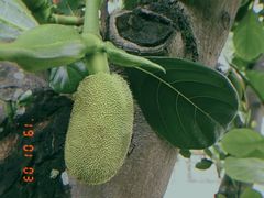 -马拉桑果汁(龙头路总店)