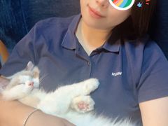 -momokira米努特·德文卷毛猫·棉花面纱犬