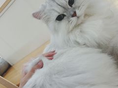 -李小姐の猫咖啡馆(五角场店)