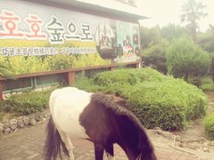 -济州岛泰迪熊博物馆