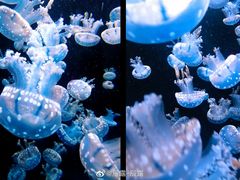 -上海海昌海洋公园