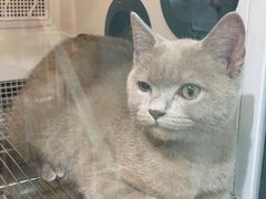 -老吴的猫·猫舍(新区店)