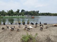 -长春市南湖公园