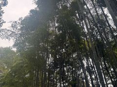 -中国大熊猫保护研究中心雅安碧峰峡基地