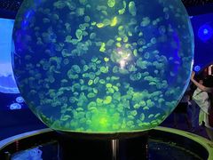 -江和美海洋公园