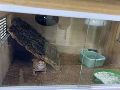 -东莞宠友24H宠物中心医院·转诊夜诊·异宠(新河北路院)