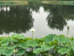 -东郊湿地公园