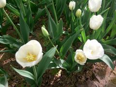 -洛阳郁金香牡丹园