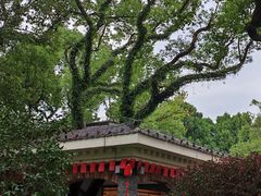 -江心屿景区