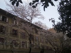 景点-武汉大学-樱园