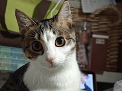 -瑞鹏宠物医院犬猫全科(真大分院)
