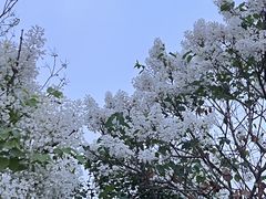 -群力丁香公园