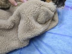 -美联众合动物医院·24h京西诊疗中心