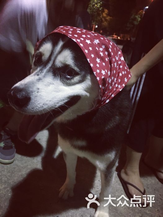 瑞派宠物医院(天使周家嘴路店)-图片-上海宠物-大众点评网