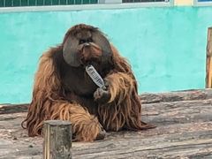 -西霞口神雕山野生动物世界