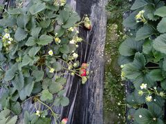 -胜丰草莓采摘园