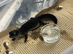 -酷以爬仙阁实体爬宠店·守宫·蜥蜴·专业繁育