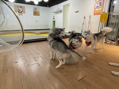 -Husky Go! 哈士奇体验馆·宠物咖啡厅狗咖