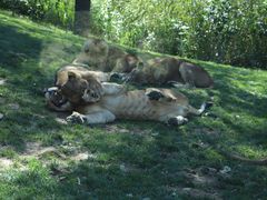 -北京野生动物园