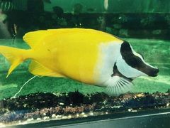 -悉尼海洋生物水族馆