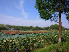 -洪湖生态旅游区