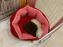 -e嘉宠物店(北大街店)