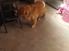 -百好乐宠物友好餐厅(朝外大街店)