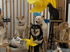 -柴迷FANS CLUB·柴犬狗咖·猫咖