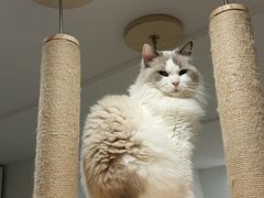 -楼上猫咖(罗湖店)
