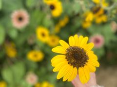 -花开海上生态园