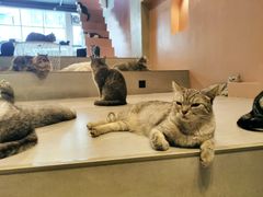 -猫儿山۰猫主题餐厅