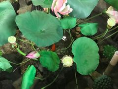 -灶东家民间菜(回兴店)