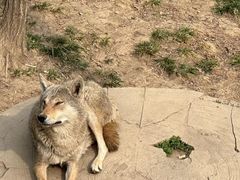 -哈尔滨北方森林动物园