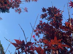 -广州市帽峰山景区