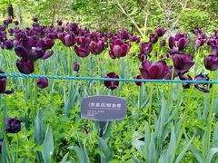-国家植物园