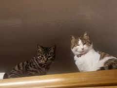 -瑞派福兴宠物医院犬猫全科·骨科·中西医结合(河东店)