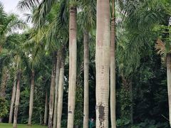 -深圳仙湖植物园