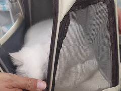 -艾贝尔宠物医院 ·中兽医·宠保定点(北门桥店)
