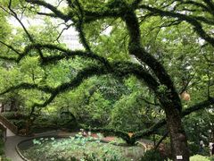 -香港大学