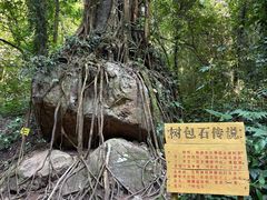 -莫里热带雨林景区